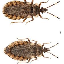 Attēlu rezultāti vaicājumam “Aradus betulae”