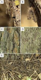 Attēlu rezultāti vaicājumam “Lymantria dispar”