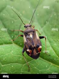 Attēlu rezultāti vaicājumam “Polymerus palustris”