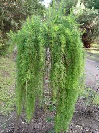 Attēlu rezultāti vaicājumam “Larix decidua var. polonica”