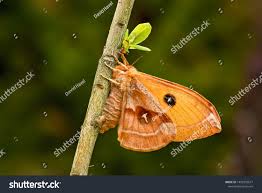 Attēlu rezultāti vaicājumam “Aglia tau”