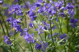 Attēlu rezultāti vaicājumam “Polemonium caeruleum flower”