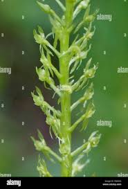 Attēlu rezultāti vaicājumam “Malaxis monophyllos flower”