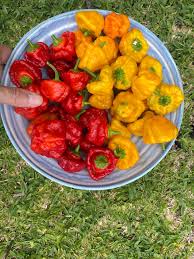 Afbeeldingsresultaat voor yellow mushroom hot pepper