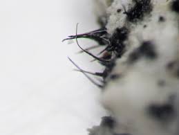 Attēlu rezultāti vaicājumam “Ophiostoma polyporicola”