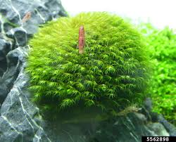 Attēlu rezultāti vaicājumam “Fissidens”