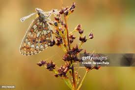 Attēlu rezultāti vaicājumam “Clossiana selene”