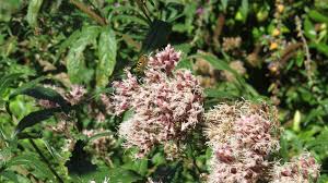 Image result for Eupatorium cannabinum