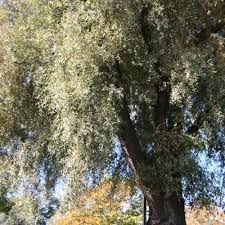 Attēlu rezultāti vaicājumam “Salix alba var. sericea”