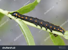 Attēlu rezultāti vaicājumam “Cucullia lucifuga larva”