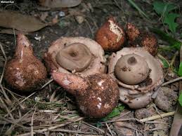 Attēlu rezultāti vaicājumam “Geastrum”