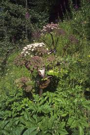 Image result for Angelica silvestris