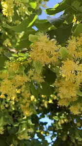 Attēlu rezultāti vaicājumam “Tilia cordata flower”