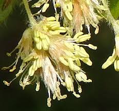 Attēlu rezultāti vaicājumam “Fagus sylvatica male flower”