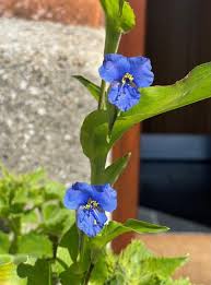 Attēlu rezultāti vaicājumam “Commelina coelestis flower”