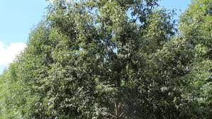 Attēlu rezultāti vaicājumam “Alnus incana”