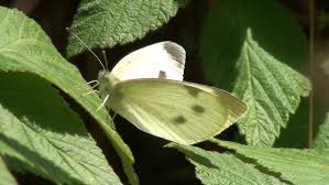 Attēlu rezultāti vaicājumam “Pieris rapae female”