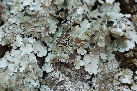 Attēlu rezultāti vaicājumam “Parmelina tiliacea”