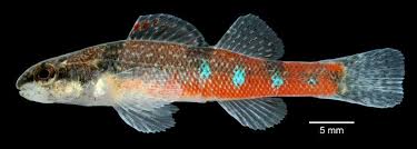 Attēlu rezultāti vaicājumam “Tritomaria exsecta macro”