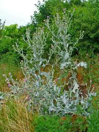 Image result for Onopordum acanthium