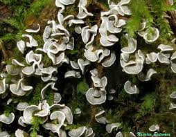 Attēlu rezultāti vaicājumam “Physarum bivalve”