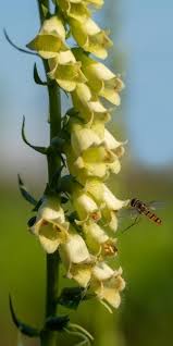 Image result for Digitalis lutea