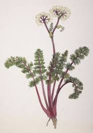 Attēlu rezultāti vaicājumam “Umbelliferae”