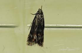 Attēlu rezultāti vaicājumam “Elachistidae”