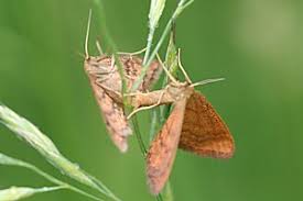 Attēlu rezultāti vaicājumam “Idaea serpentata”