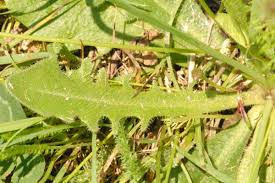 Attēlu rezultāti vaicājumam “Leontodon hispidus”