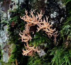 Attēlu rezultāti vaicājumam “Lentaria epichnoa”