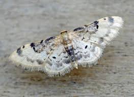 Attēlu rezultāti vaicājumam “Idaea emarginata”