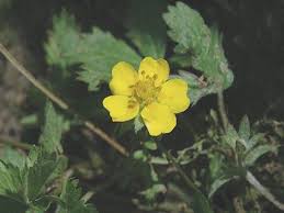 Attēlu rezultāti vaicājumam “Potentilla reptans bud”