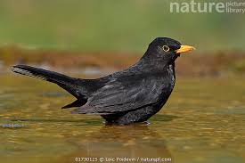 Attēlu rezultāti vaicājumam “Turdus merula male”