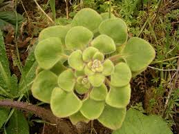 Image result for Aichryson