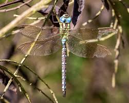 Attēlu rezultāti vaicājumam “Aeshna viridis”