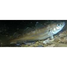 Image result for Merlangius merlangus