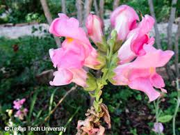 Attēlu rezultāti vaicājumam “Antirrhinum majus flower”