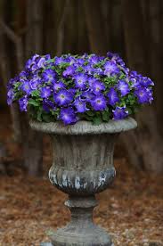 Image result for Petunia hybrida