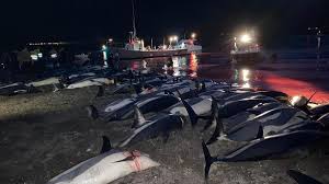 Image result for massacre golfinhos dinamarca