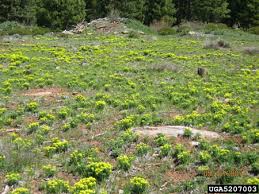 Attēlu rezultāti vaicājumam “Euphorbia cyparissias fruit”