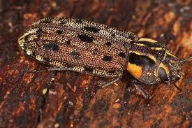 Attēlu rezultāti vaicājumam “Trogossitidae”