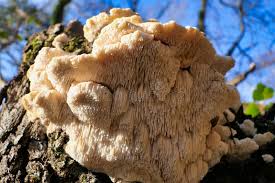 Attēlu rezultāti vaicājumam “Hericium cirrhatum”