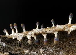 Attēlu rezultāti vaicājumam “Diachea muscorum spores”