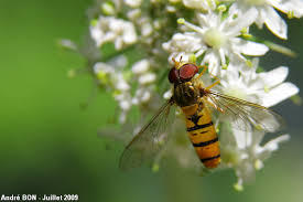 Attēlu rezultāti vaicājumam “Episyrphus balteatus”