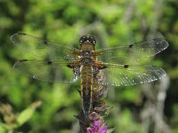 Attēlu rezultāti vaicājumam “Libellula quadrimaculata”