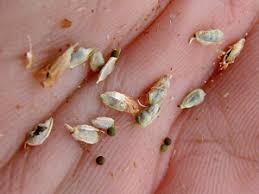 Attēlu rezultāti vaicājumam “Fallopia convolvulus fruit”