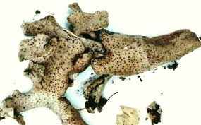 Attēlu rezultāti vaicājumam “Dermatocarpon miniatum”