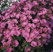 Image result for Lavatera trimestris