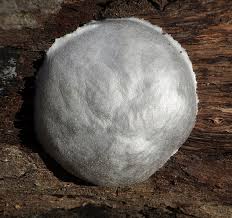 Attēlu rezultāti vaicājumam “Reticularia lycoperdon young”